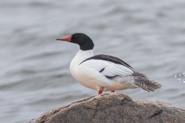 Gänsesäger (Mergus merganser)