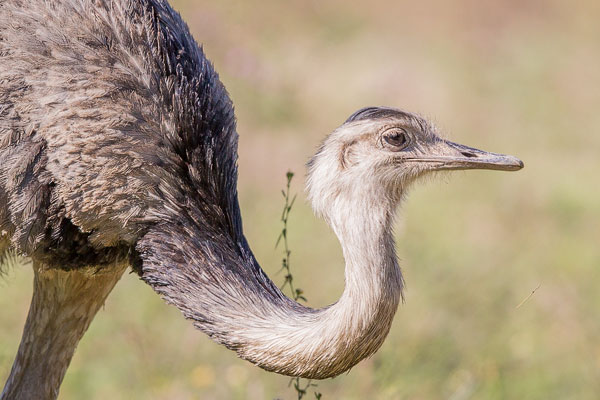 Nandu (Rhea americana)