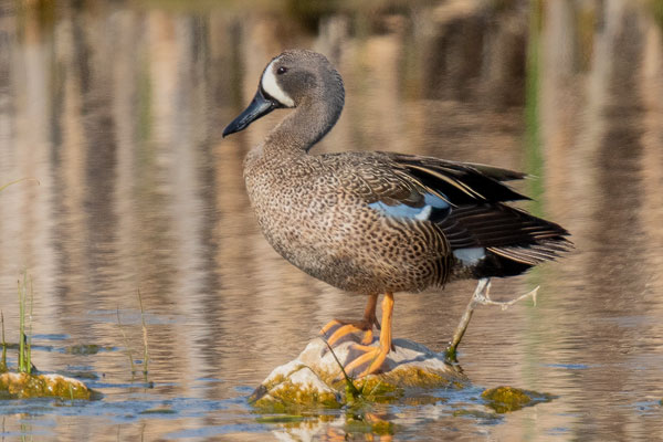 Blauflügelente (Spatula discors)