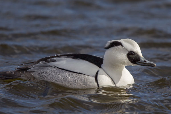 Zwergsäger (Mergellus albellus)