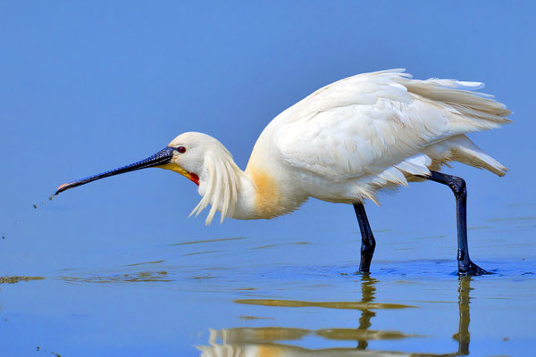 Löffler (Platalea leucorodia)