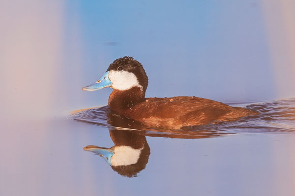 Schwarzkopf-Ruderente (Oxyura jamaicensis)