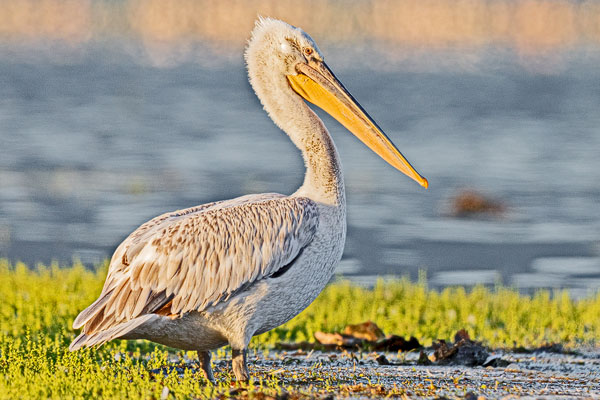 Krauskopfpelikan (Pelecanus crispus)