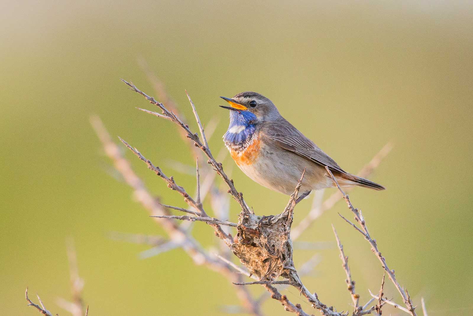 Blaukehlchen