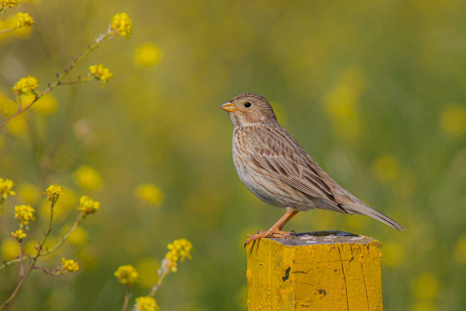 Ammern - VÃ¶gel in Deutschland