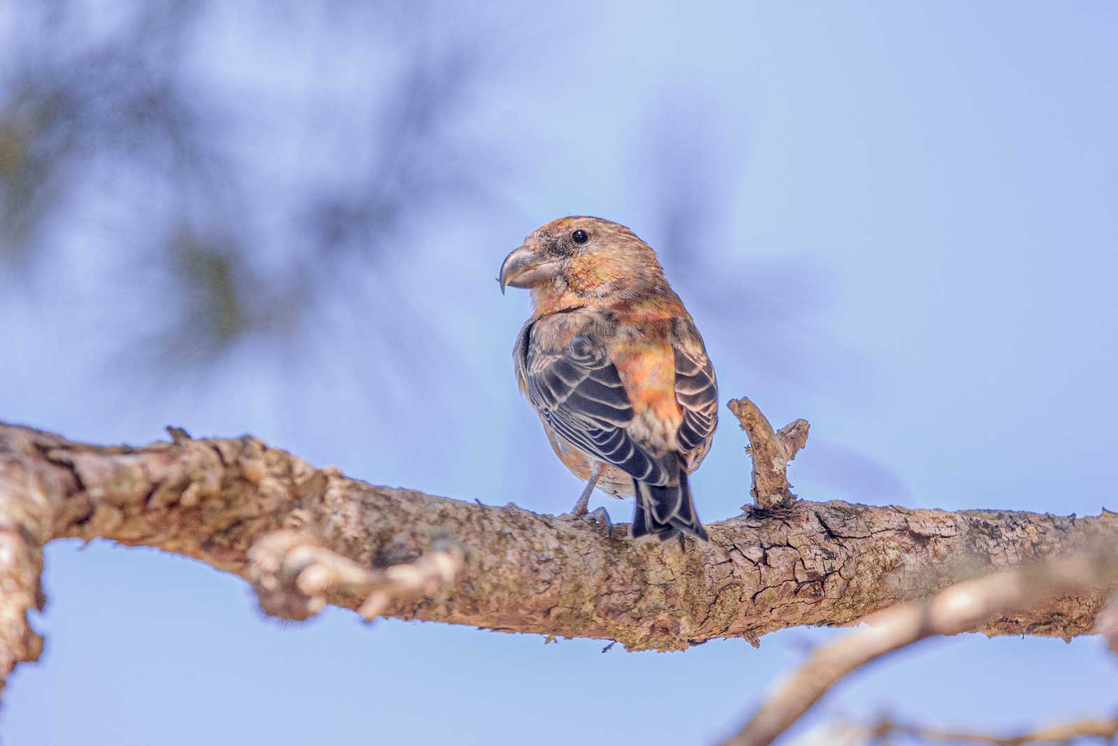 Fichtenkreuzschnabel Steckbrief Gesang Bilder Vogel In