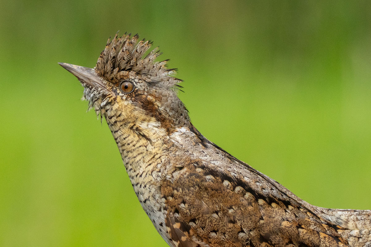 Wendehals