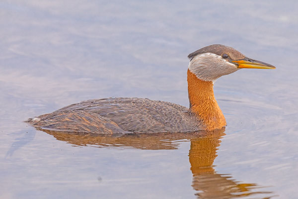 Rothalstaucher (Podiceps grisegena)