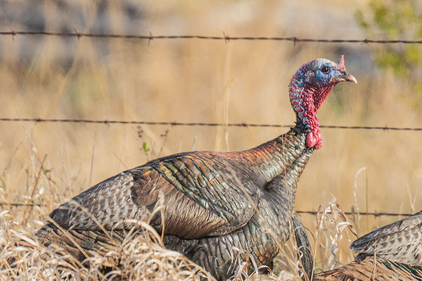 Truthuhn (Meleagris gallopavo)