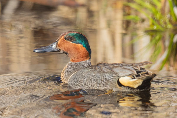 Carolinakrickente (Anas carolinensis)