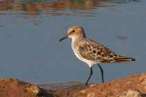 Zwergstrandläufer (Calidris minuta)