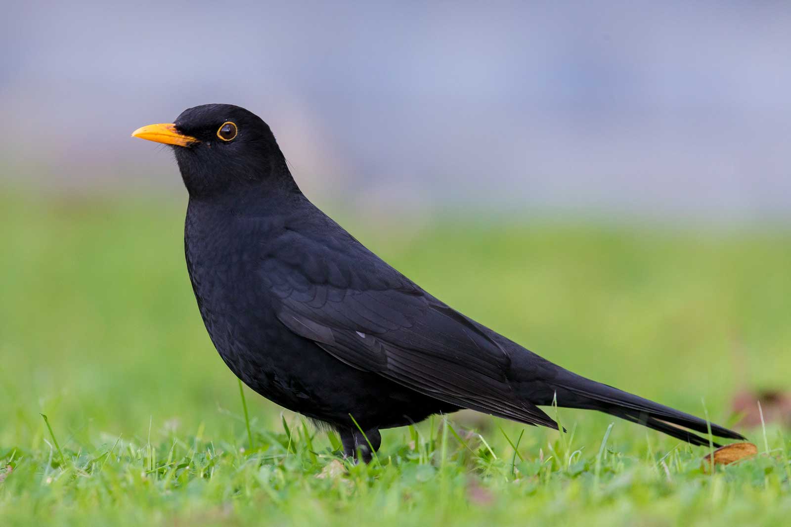 Amsel Steckbrief Gesang Bilder Vogel In Deutschland