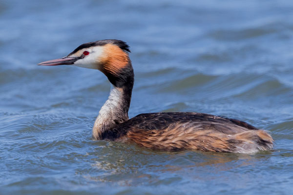 Haubentaucher (Podiceps cristatus)