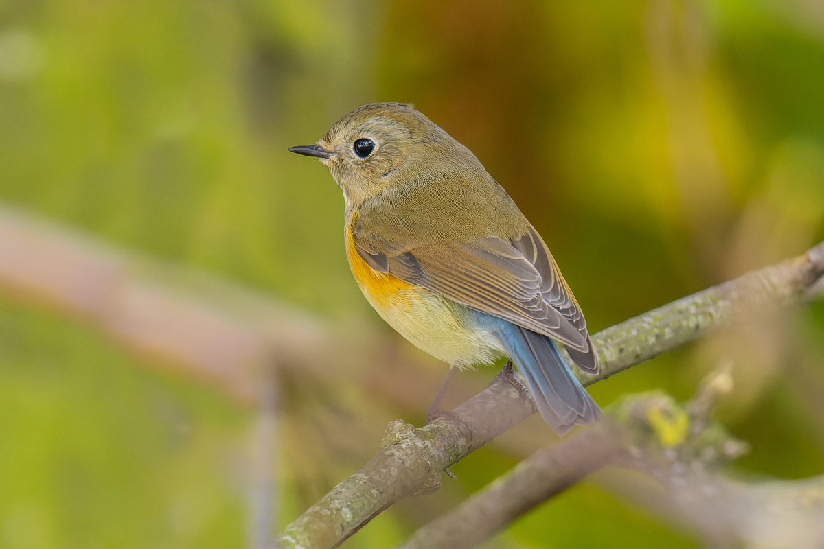 kleiner Schwanz Asien Blauschwanz – Lebensweise, Verbreitung & Vorkommen in Deutschland -  Vogellexikon.