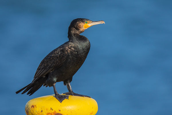 Kormoran (Phalacrocorax carbo)