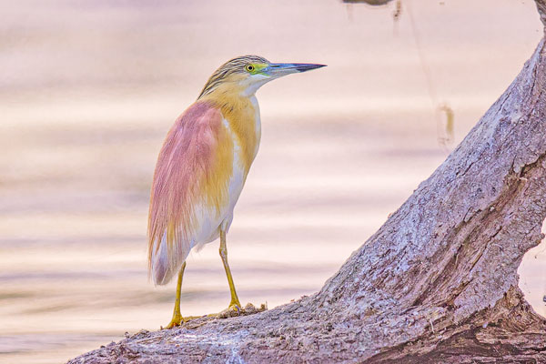 Rallenreiher (Ardeola ralloides)