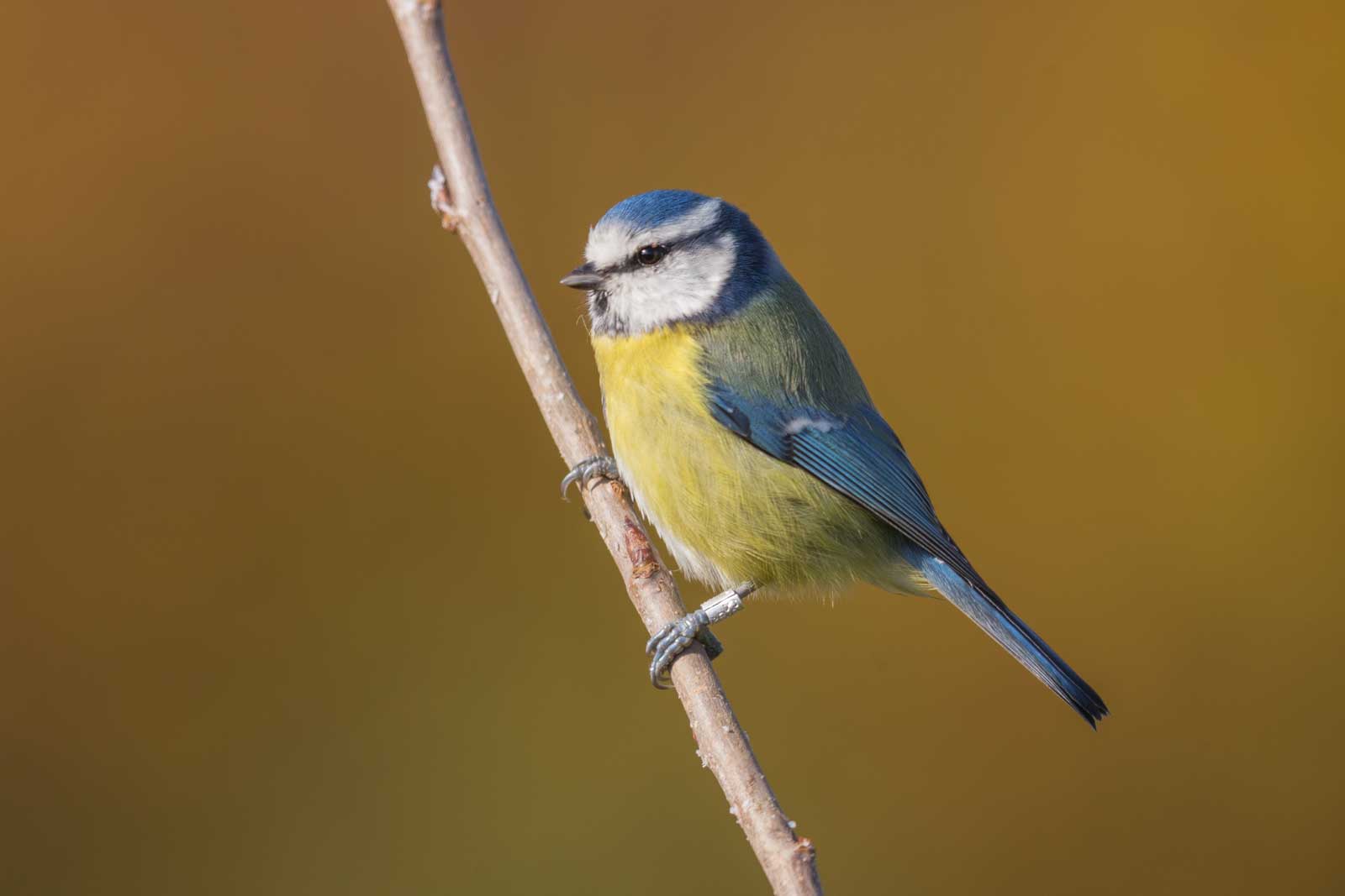 Blaumeise - Steckbrief, Verbreitung, Bilder - Vögel in Deutschland