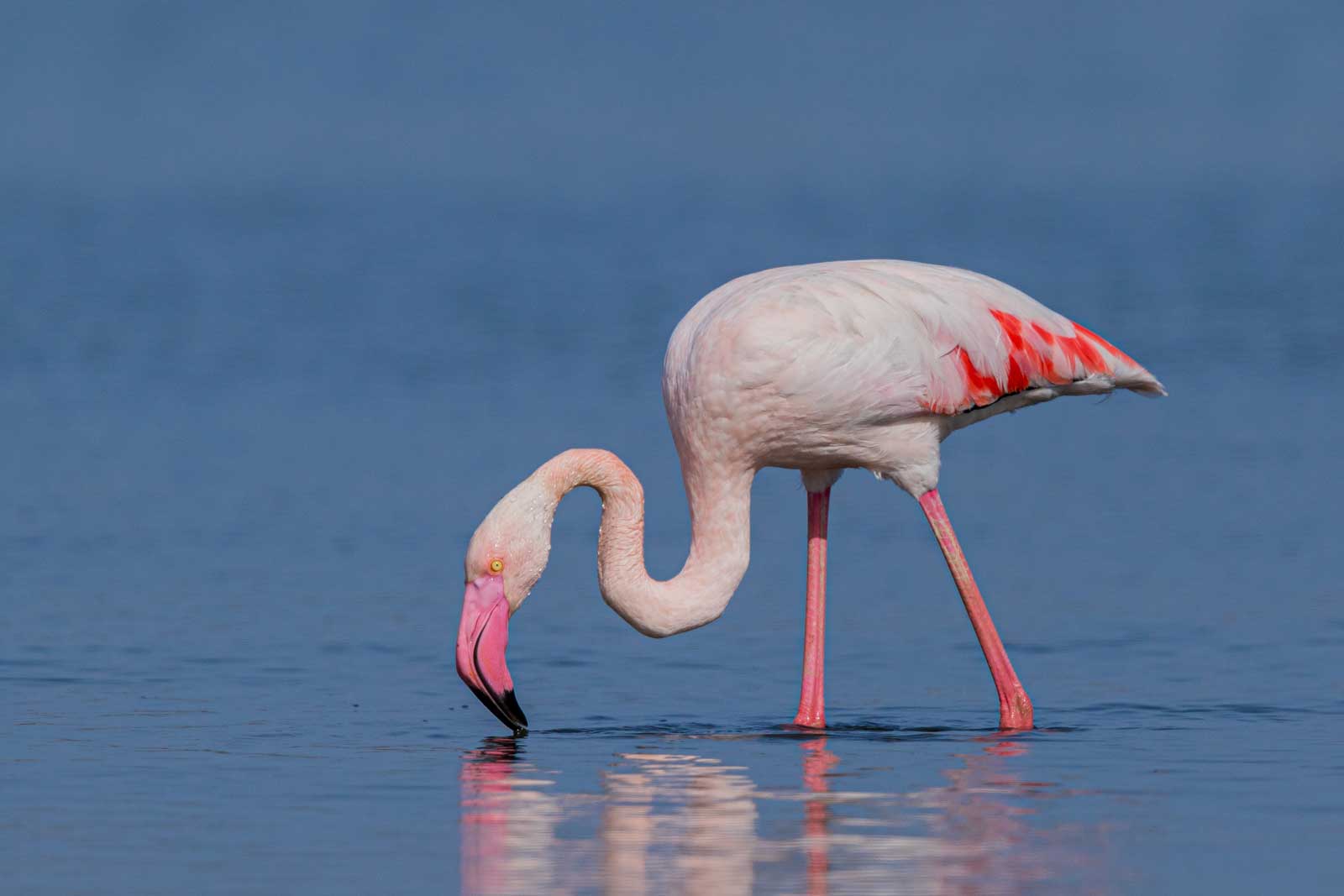 Flamingo Deutschland
