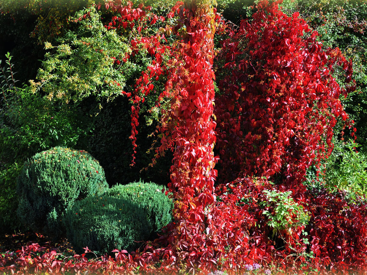 Garten