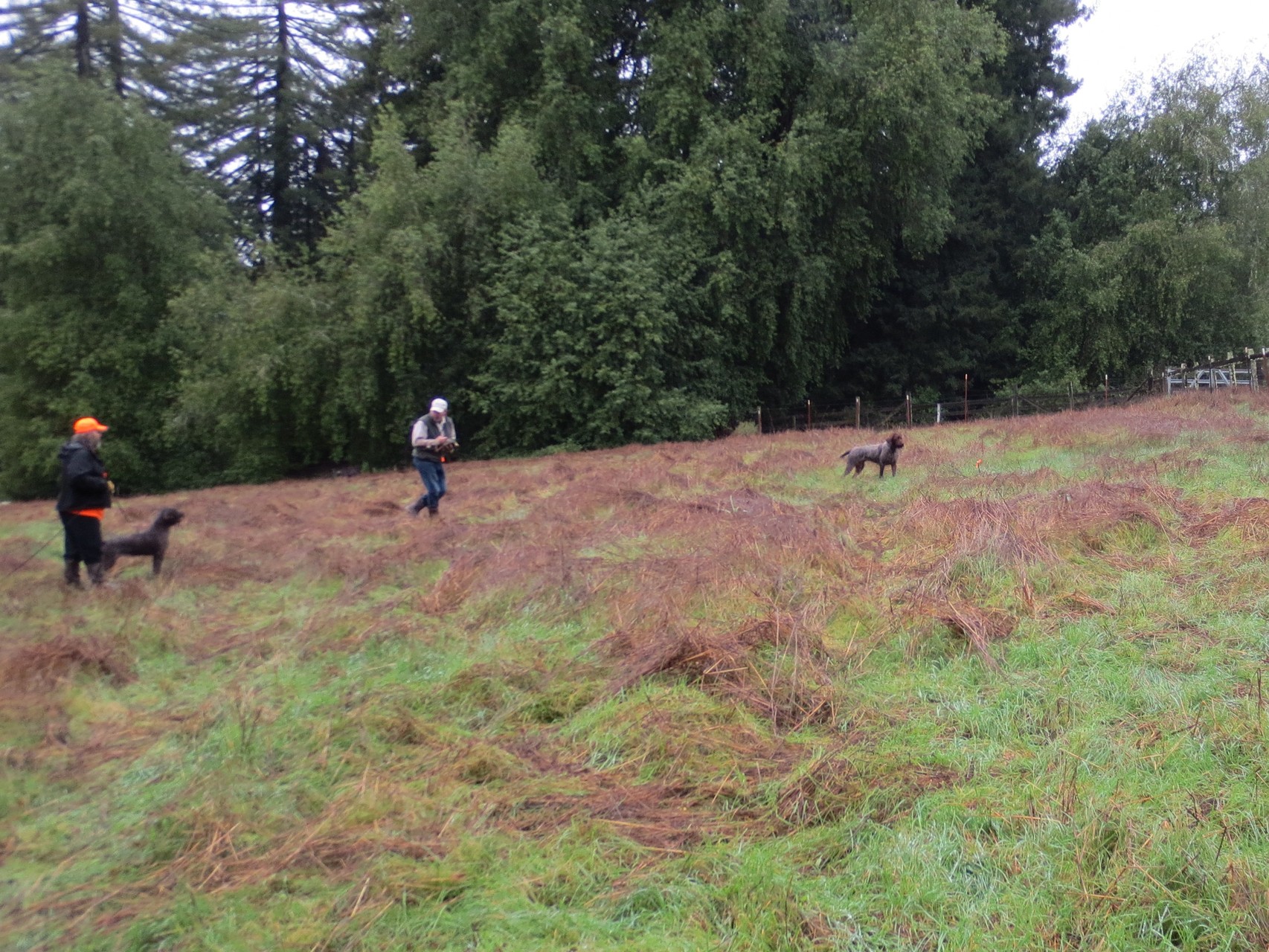 Cota holds point while George works with handler and dog on backing. 