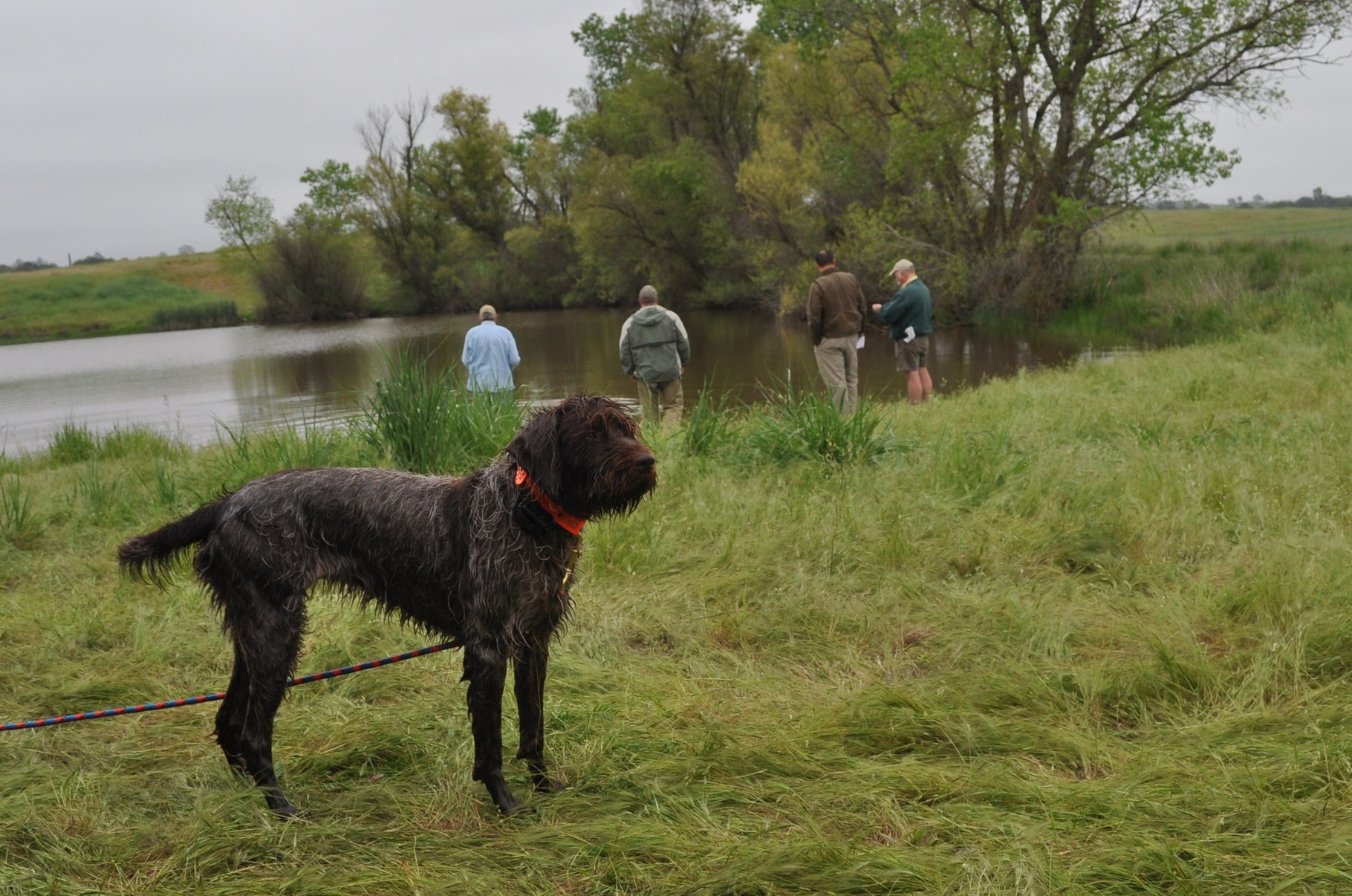 Cota works as pick up dog at NAVHDA test. Here she waits to clean up pond after each dog tests.