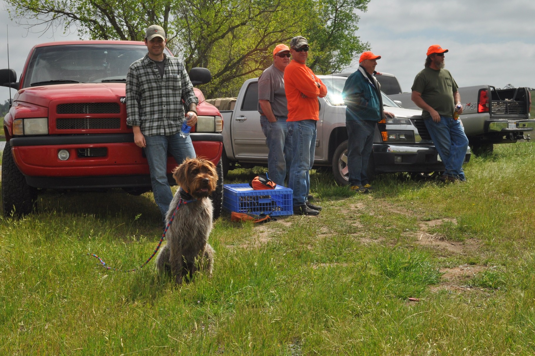 Cota works as pick up dog at NAVHDA, here she waits to clean up fields.