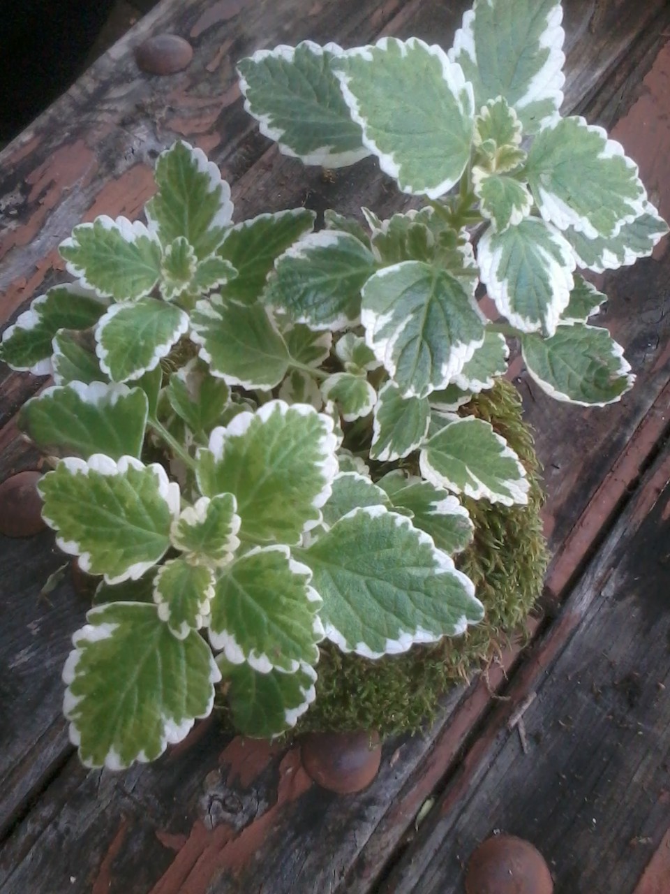 Kokedama Planta del Incienso (Plectranthus coleoides)