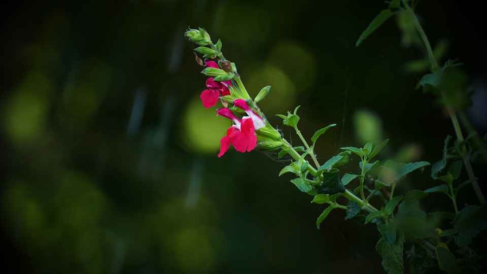 La flor salvaje y el jardín custodiado - La mano verde. Vivero. Árbol. Jardinería La flor salvaje y el jardín custodiado - La mano verde. Vivero. Árbol. Jardinería