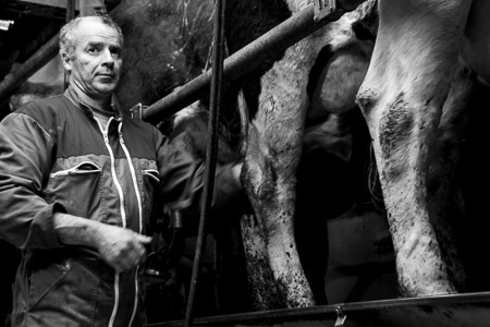 Jean-Luc à la traite - des vaches de toutes sortes ! paysômes - Johanne Gicquel