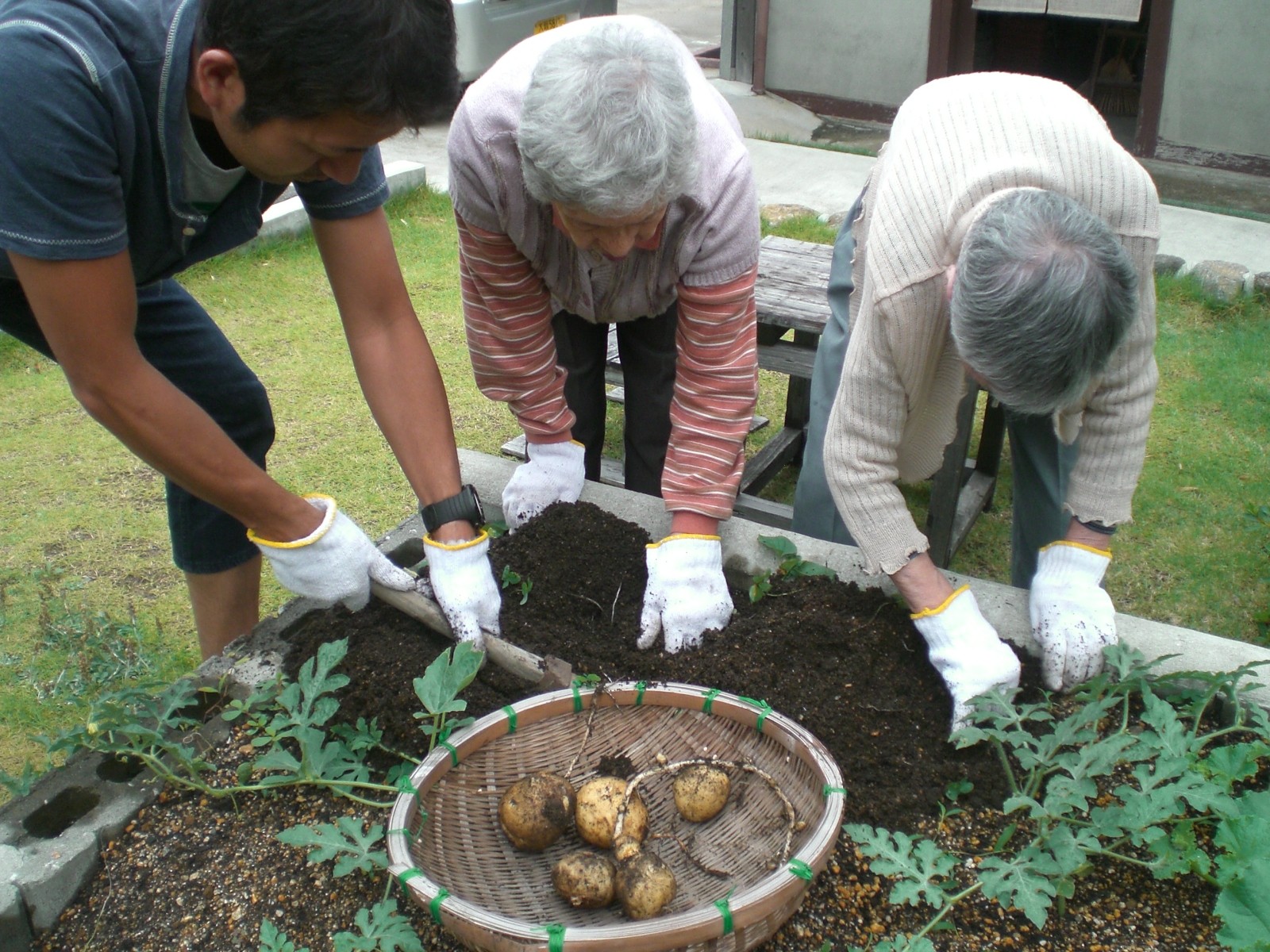 大きいじゃがいも採れたでー