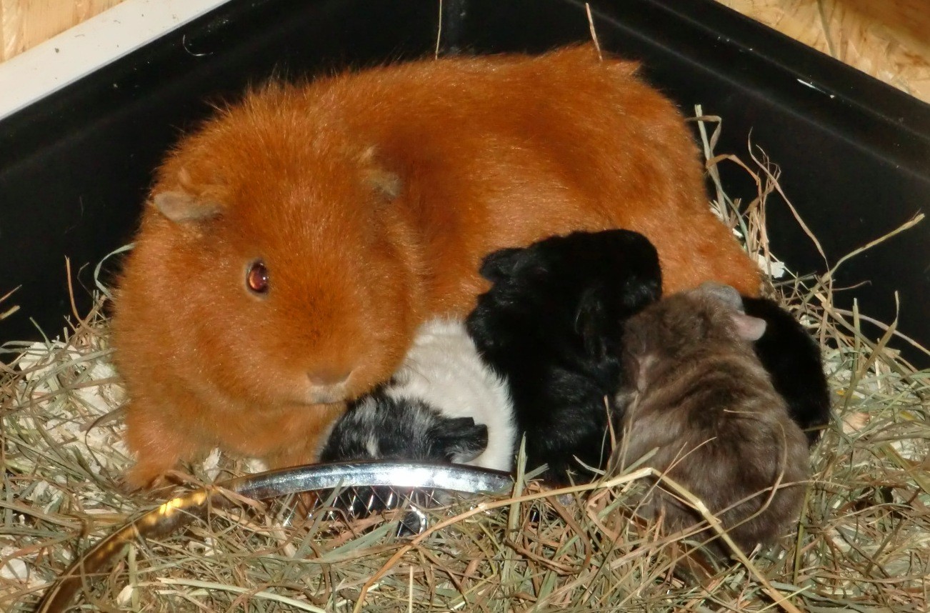 Fiene mit ihren ersten Babys