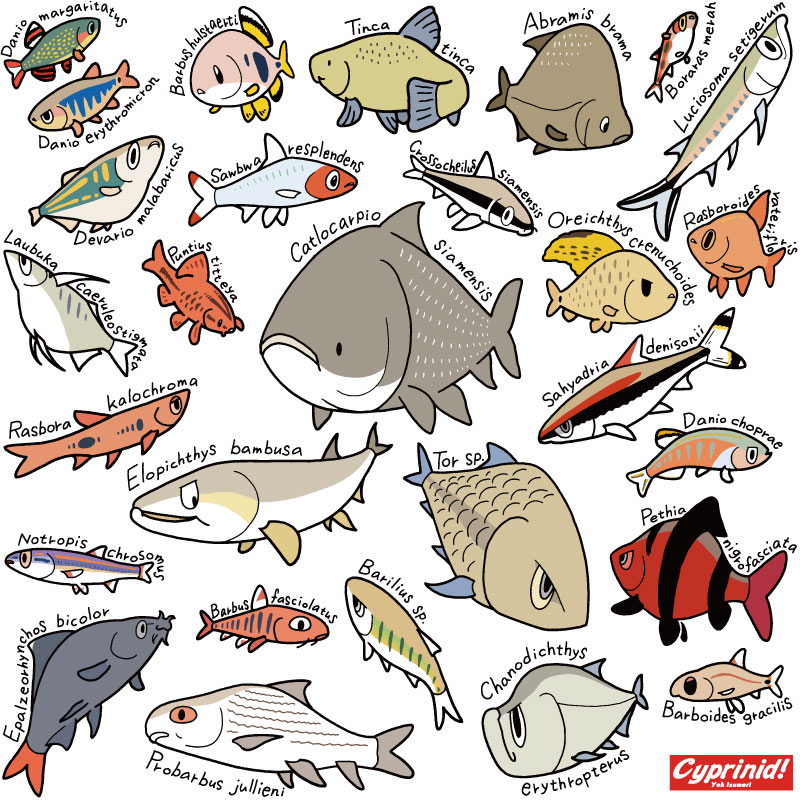世界のコイ科魚類　2016年