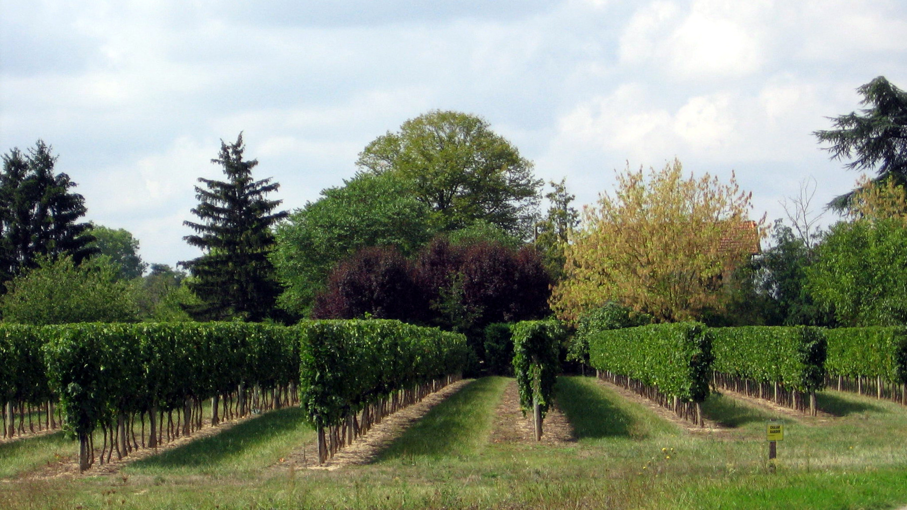 Vignes près de Roumanière