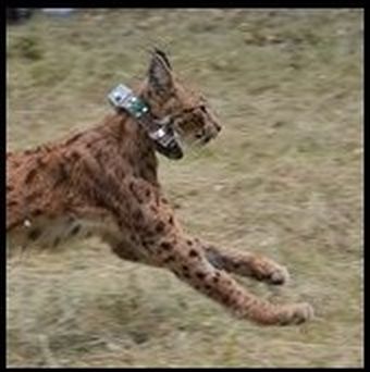 Luchs Cyril mit Halsung - man beachte die Ausmaße der Technik zur Kopfgröße. Foto: W. Maier Stiftung Natur und Umwelt Rheinland