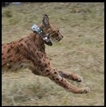 Luchs Cyril mit Halsung - man beachte die Ausmaße der Technik zur Kopfgröße.                                                                                                    Foto: W. Maier Stiftung Natur und Umwelt Rheinland