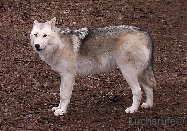 Wolf-Hund Hybrid