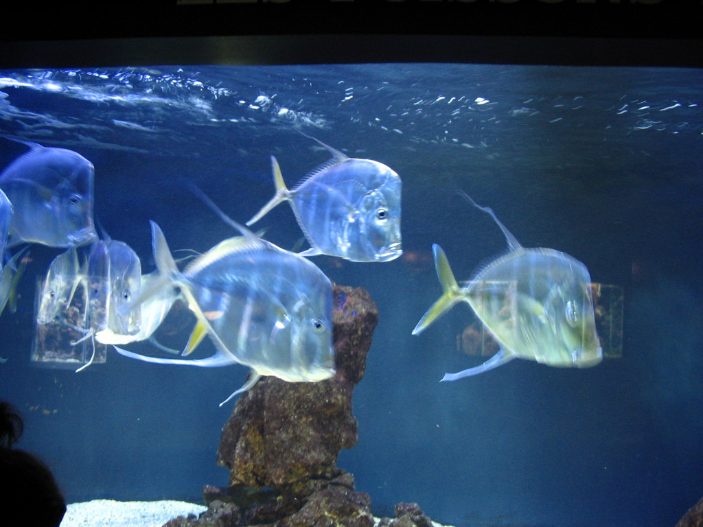 Aquarium de Monaco