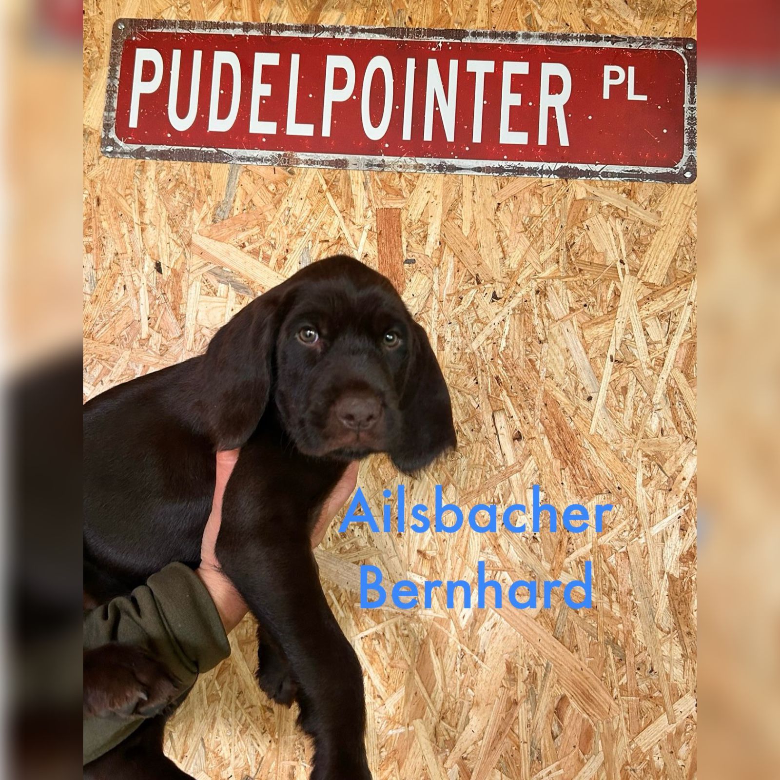 Ailsbacher Bernhard