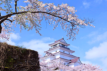 桜咲く会津鶴ヶ城