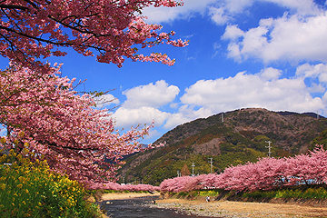 河津のさくら