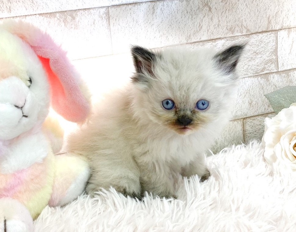 doll face japanese himalayan kitten for good home only