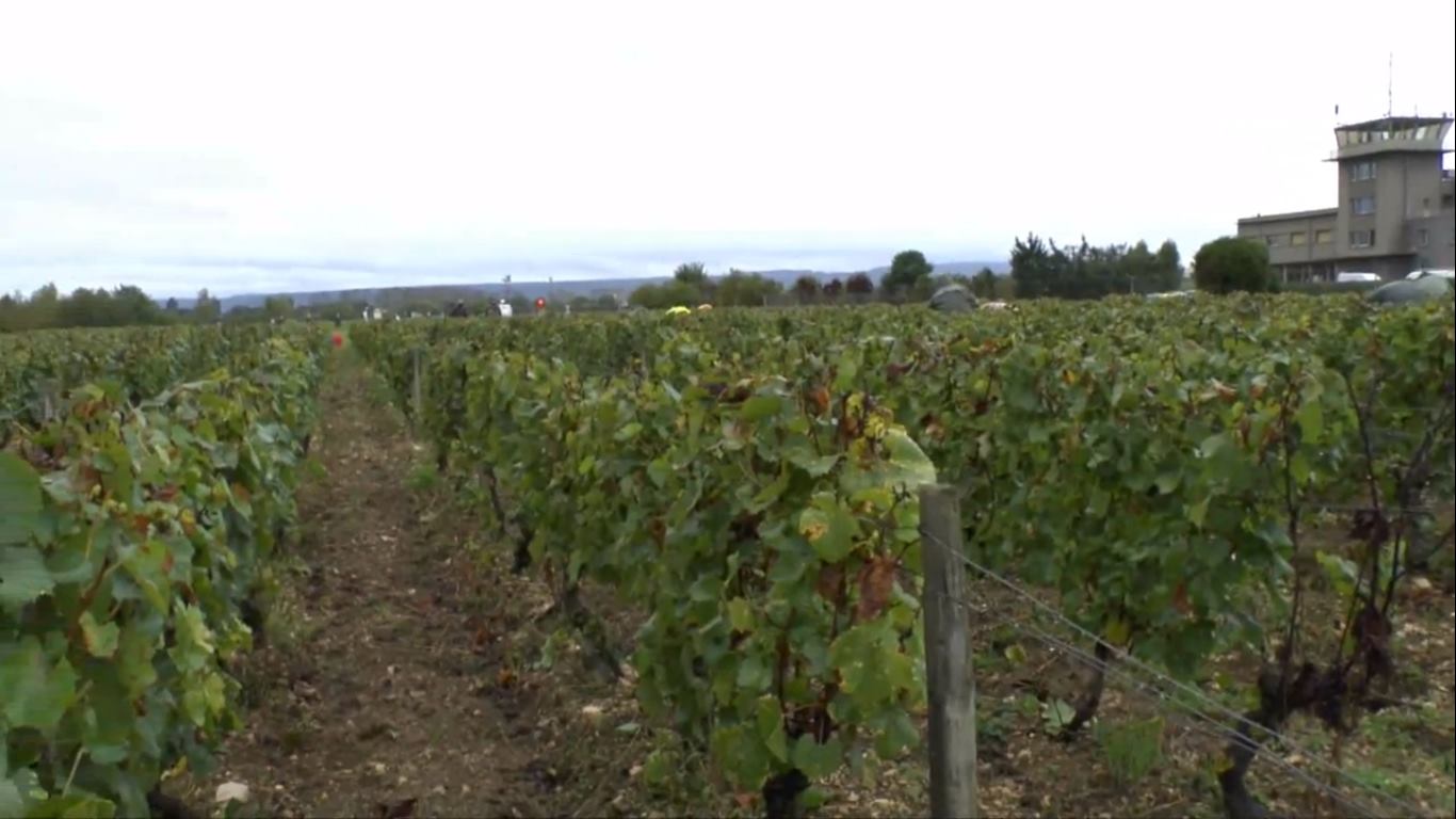 Le vignoble Guynemer