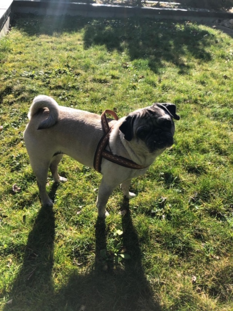 Lulu