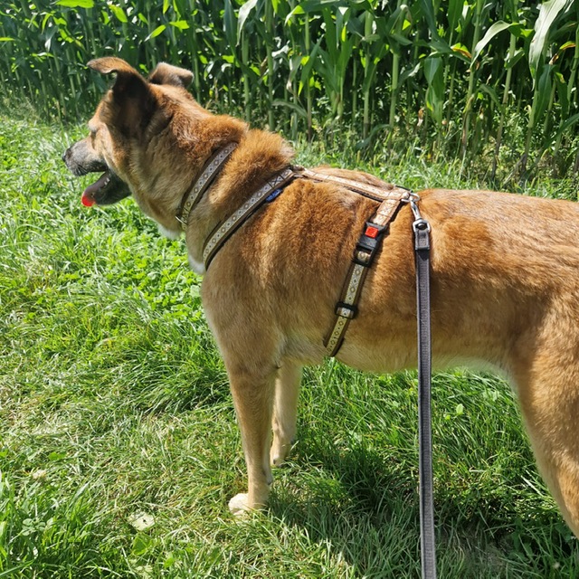 Lucy