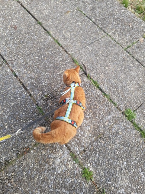 Minette