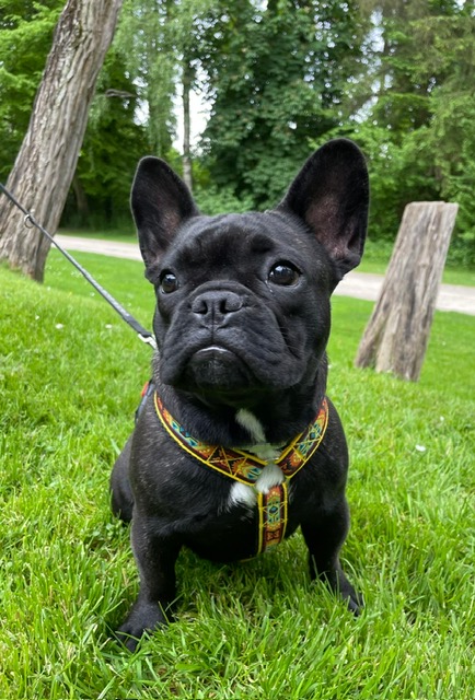 Amaya