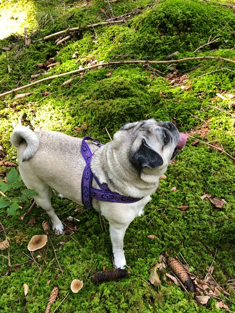Lulu