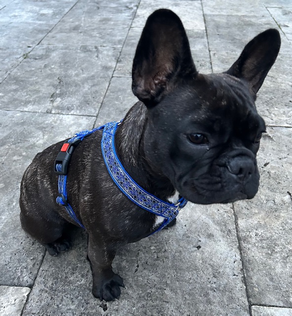 Amaya