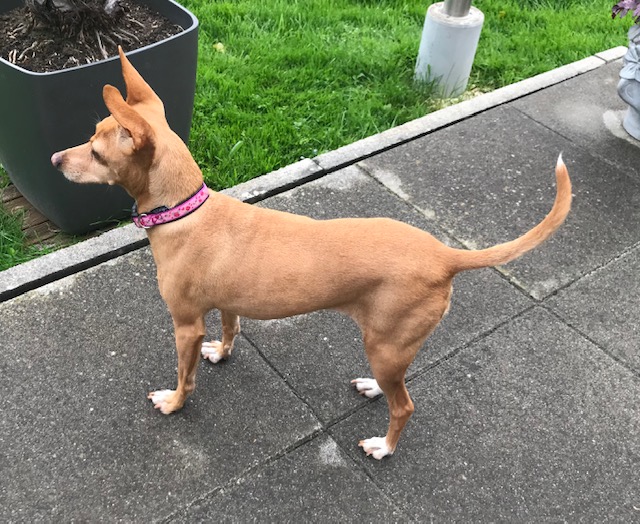 Sienna