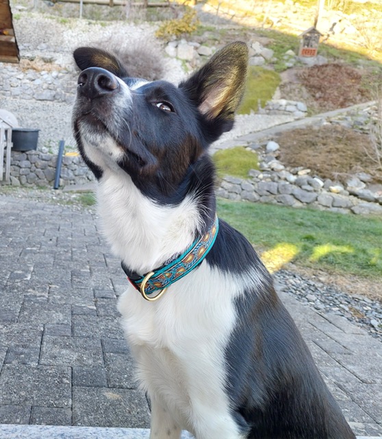 Mogli